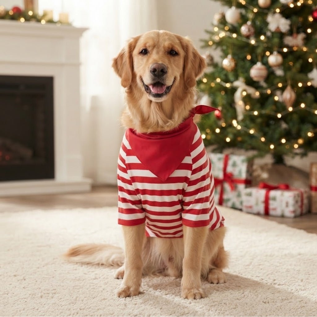 Golden retriever en pyjama de Noël pour chien rayé rouge et blanc assorti à la famille